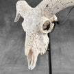 White Ram Skull Carved Horns with Flower Mandala motif on stand - Skull,A/165