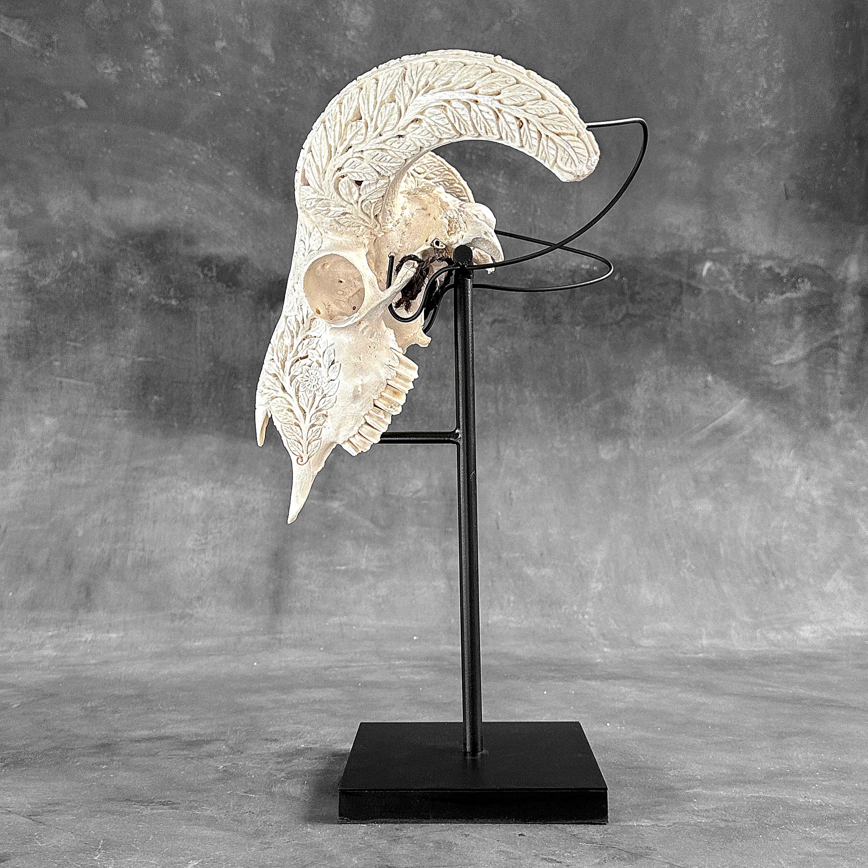 White Ram Skull Carved Horns with Flower Mandala motif on stand - Skull,A/165