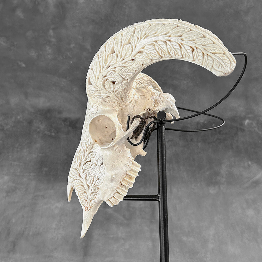 White Ram Skull Carved Horns with Flower Mandala motif on stand - Skull,A/165