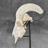 White Ram Skull Carved Horns with Flower Mandala motif on stand - Skull,A/165
