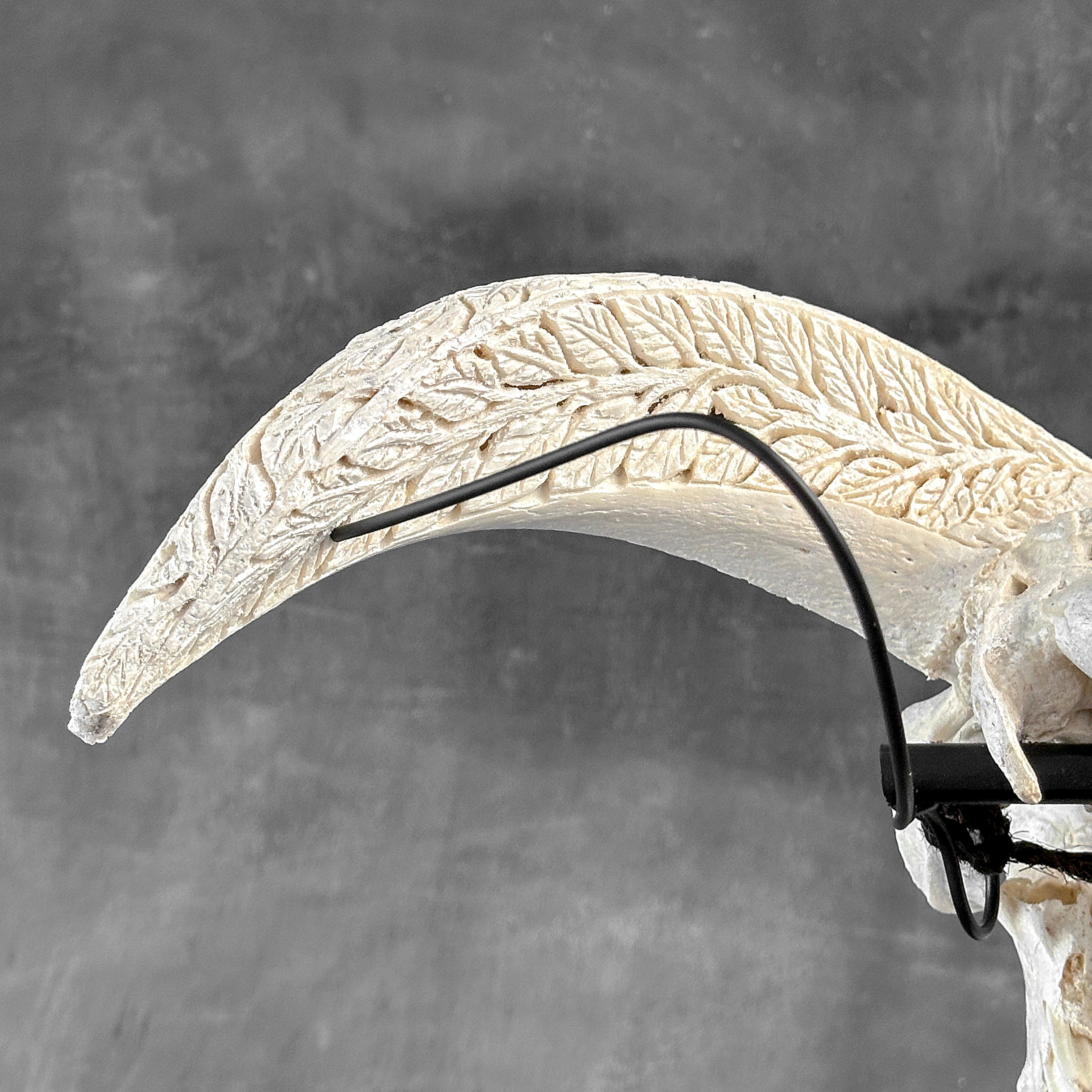 White Ram Skull Carved Horns with Flower Mandala motif on stand - Skull,A/165