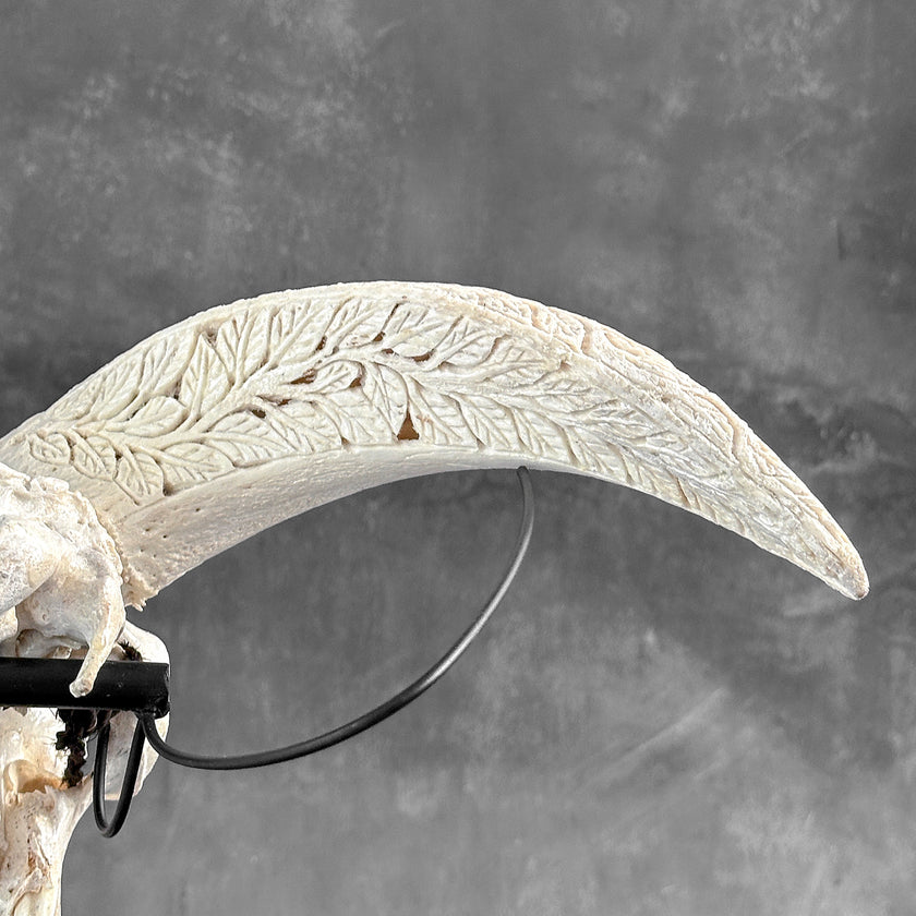 White Ram Skull Carved Horns with Flower Mandala motif on stand - Skull,A/165