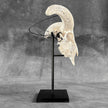 White Ram Skull Carved Horns with Flower Mandala motif on stand - Skull,A/165