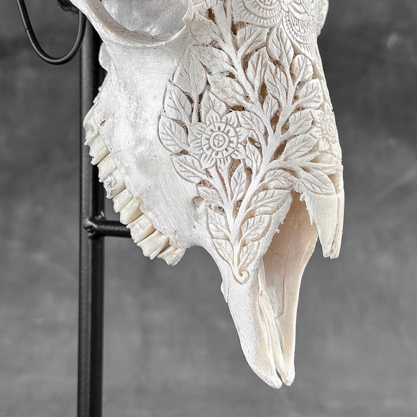 White Ram Skull Carved Horns with Flower Mandala motif on stand - Skull,A/165