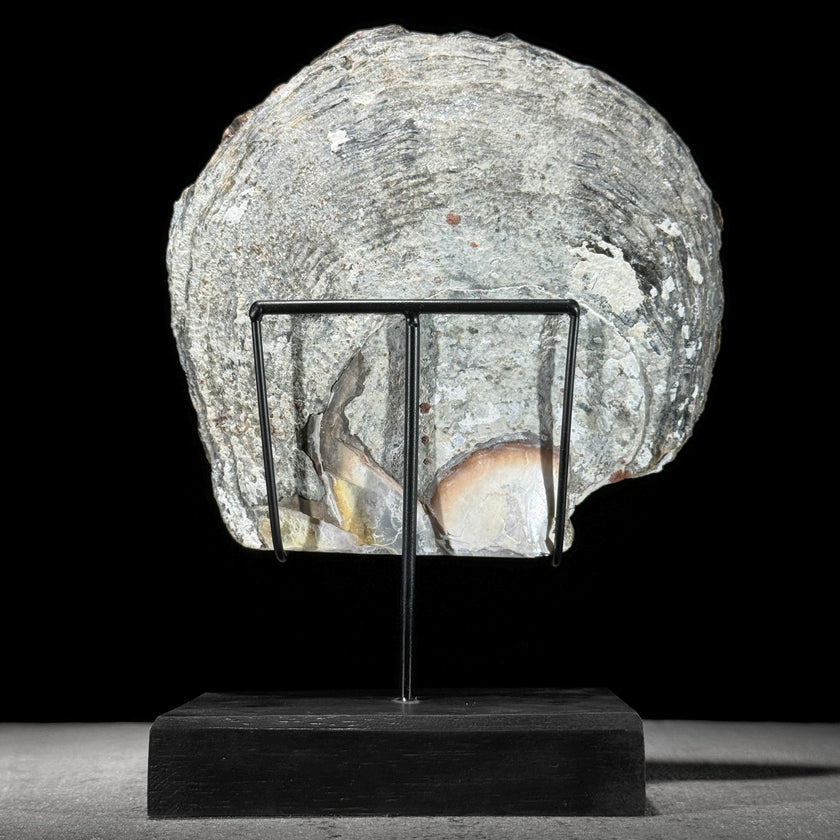 MoP Human Skull Human Skull - ToS,A/001