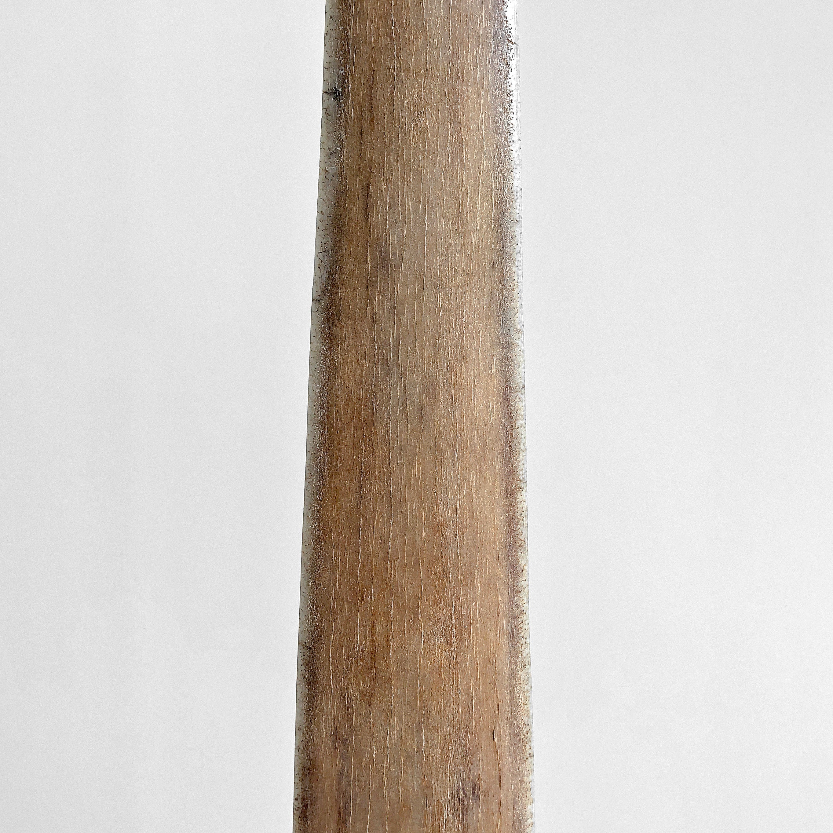 Natural Tusk on stand 21/EX/702