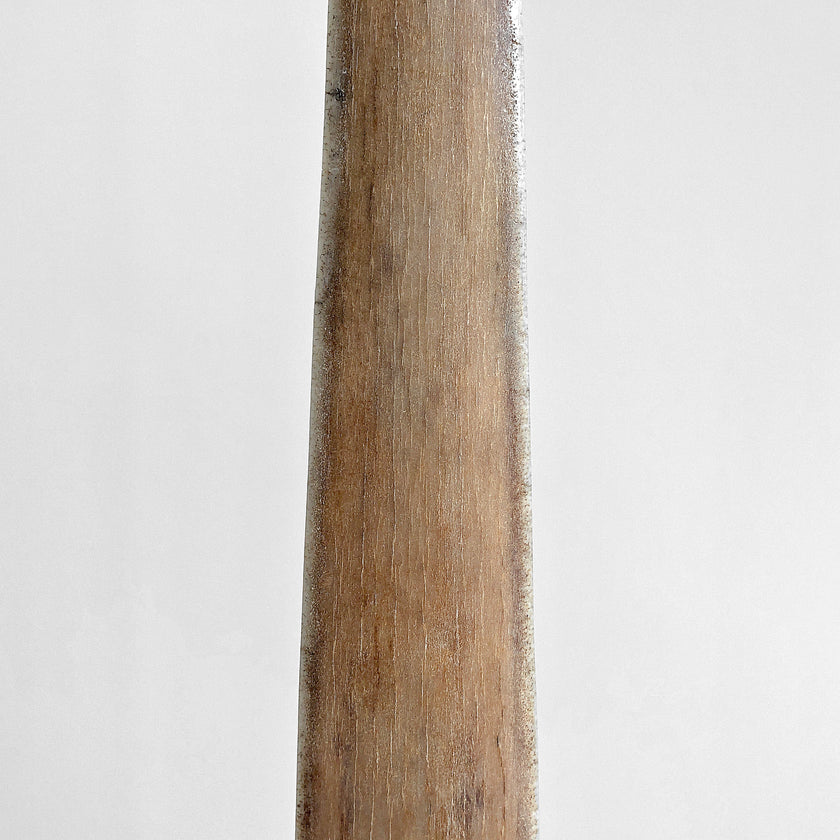 Natural Tusk on stand 21/EX/702
