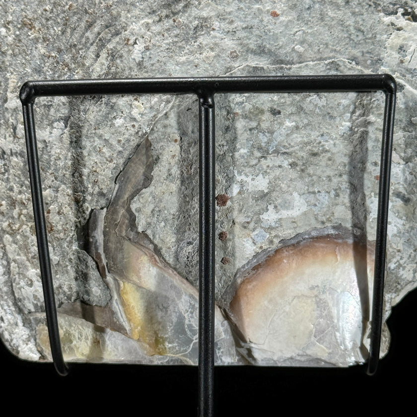 MoP Human Skull Human Skull - ToS,A/001