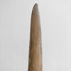 Natural Tusk on stand 21/EX/702