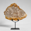 Beautiful Slice of Petrified Wood on stand - PW/269