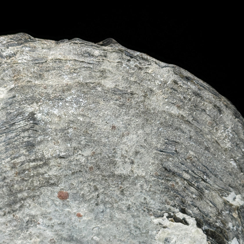 MoP Human Skull Human Skull - ToS,A/001