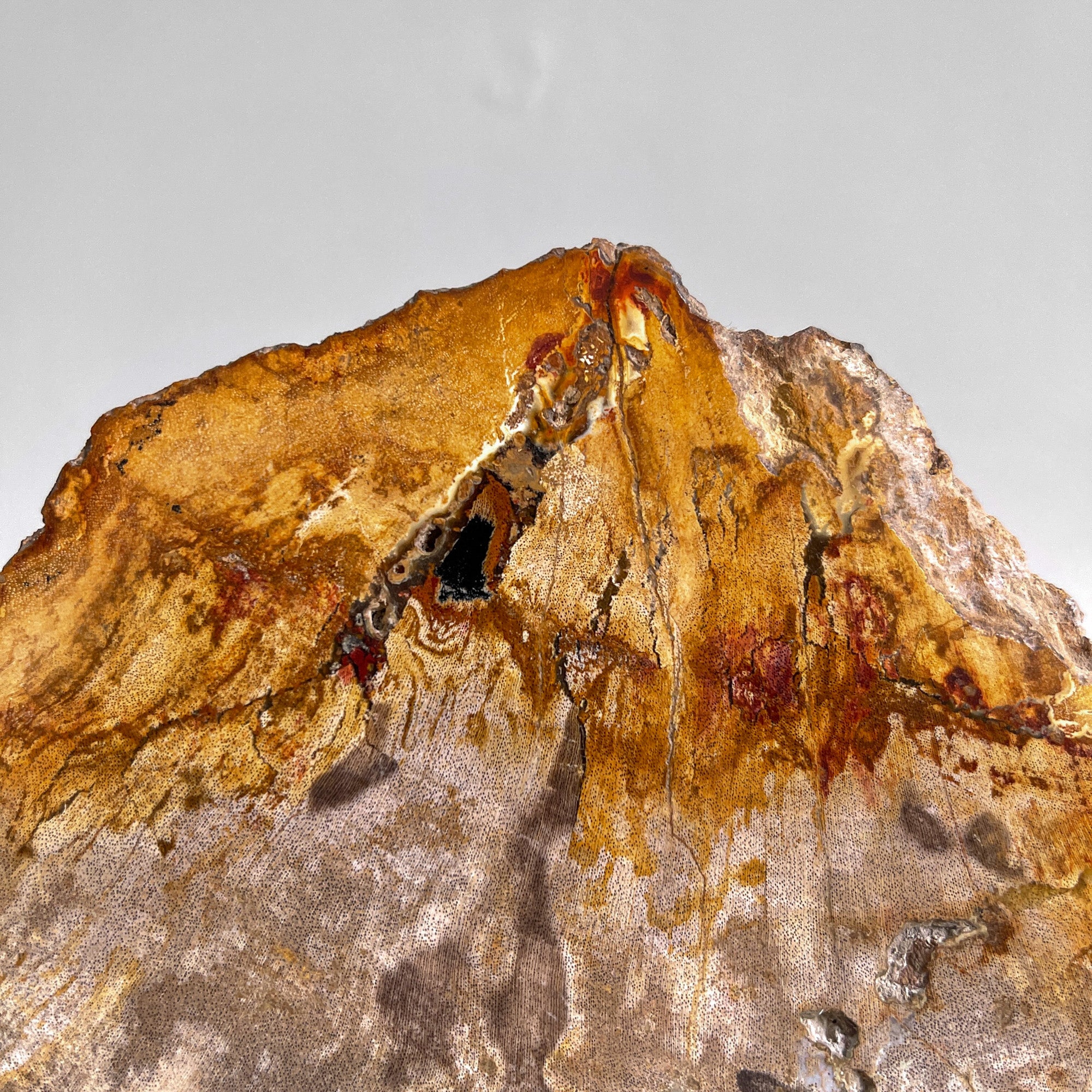 Beautiful Slice of Petrified Wood on stand - PW/269