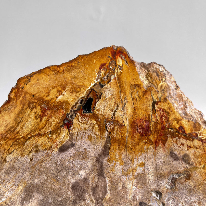 Beautiful Slice of Petrified Wood on stand - PW/269