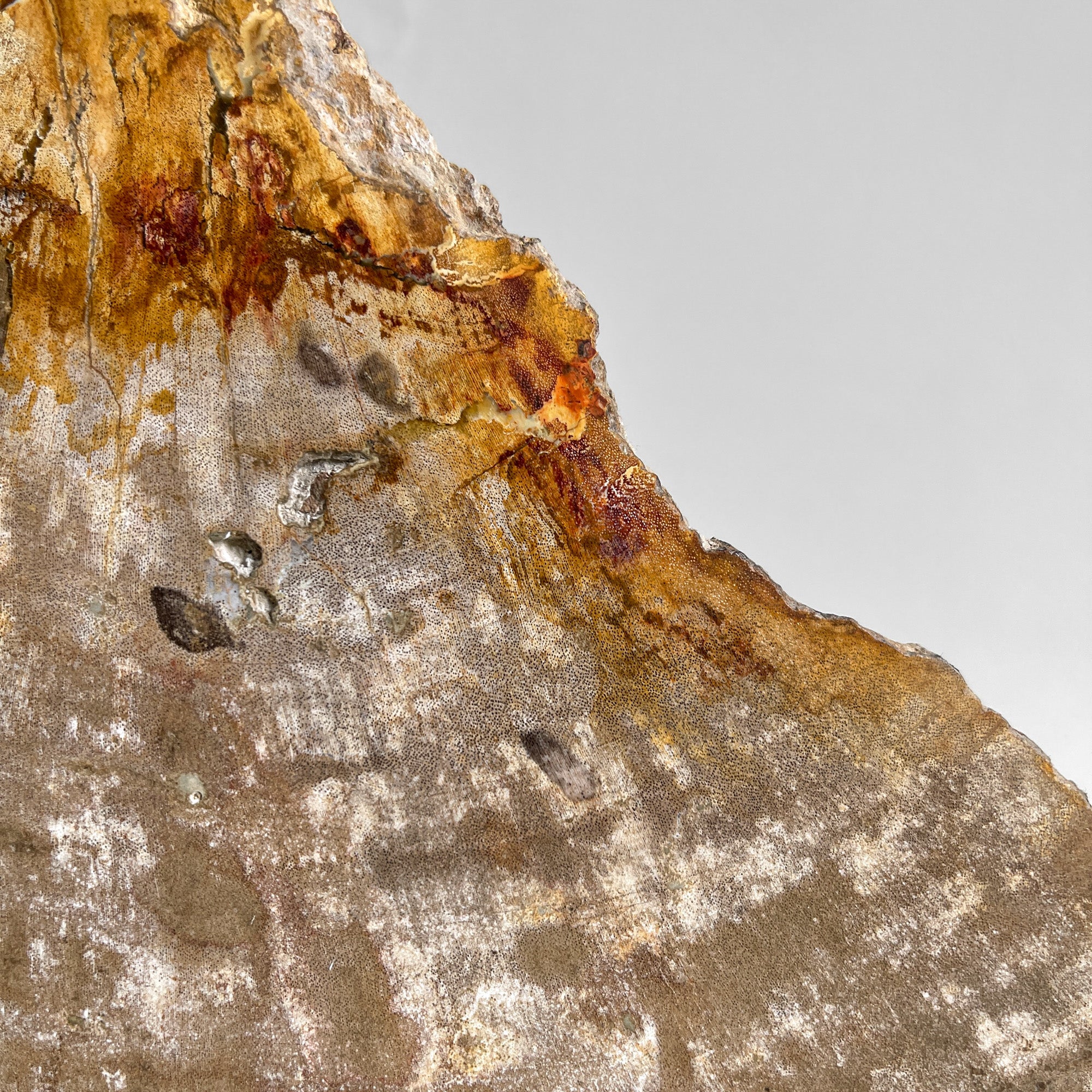 Beautiful Slice of Petrified Wood on stand - PW/269
