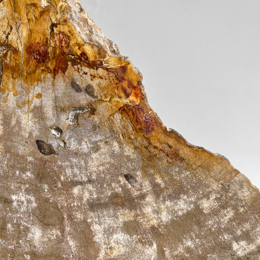 Beautiful Slice of Petrified Wood on stand - PW/269