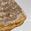 Beautiful Slice of Petrified Wood on stand - PW/269