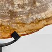 Beautiful Slice of Petrified Wood on stand - PW/269