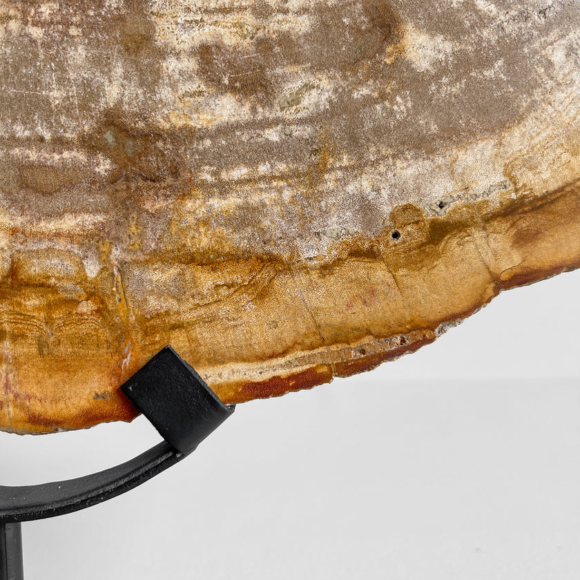 Beautiful Slice of Petrified Wood on stand - PW/269