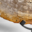 Beautiful Slice of Petrified Wood on stand - PW/269