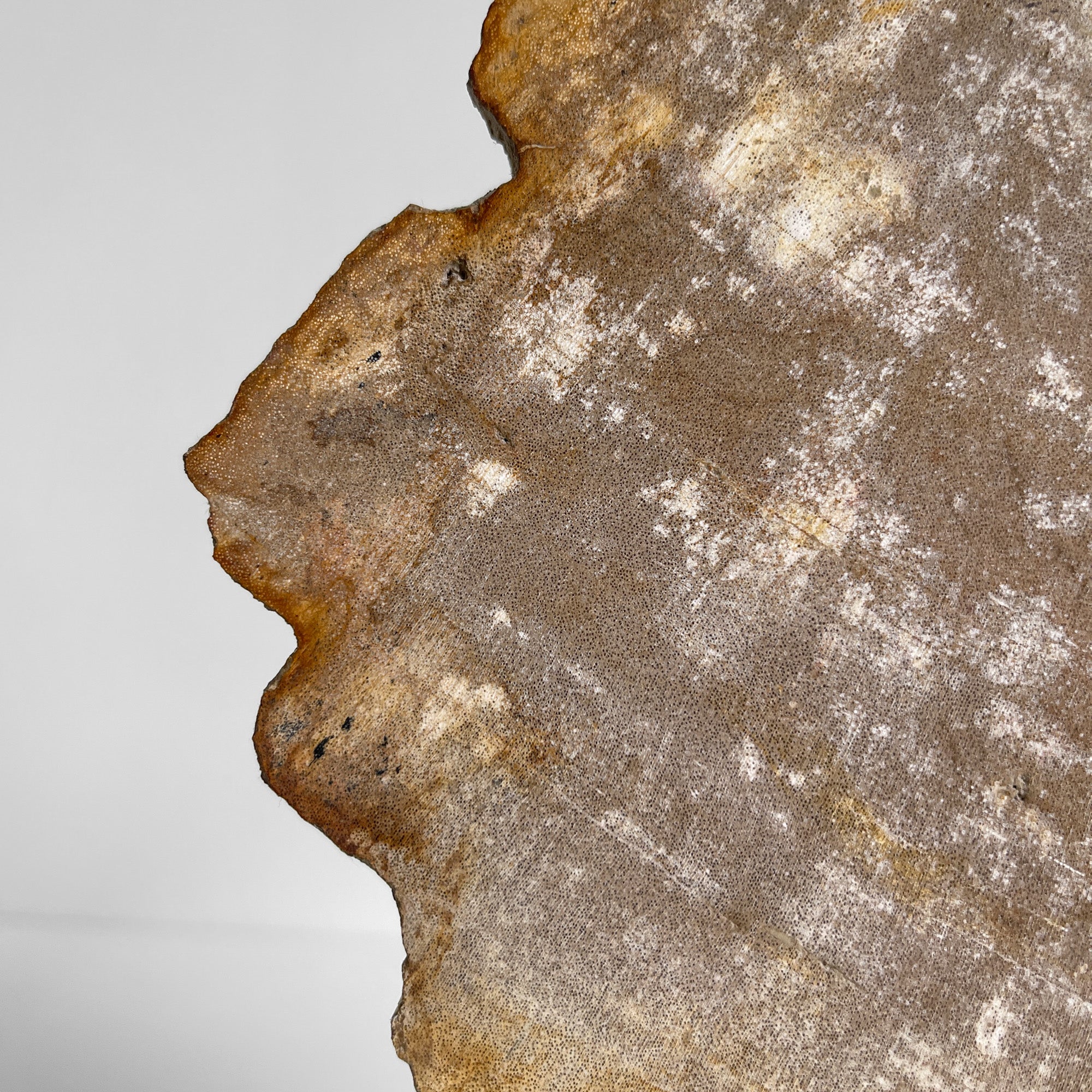 Beautiful Slice of Petrified Wood on stand - PW/269