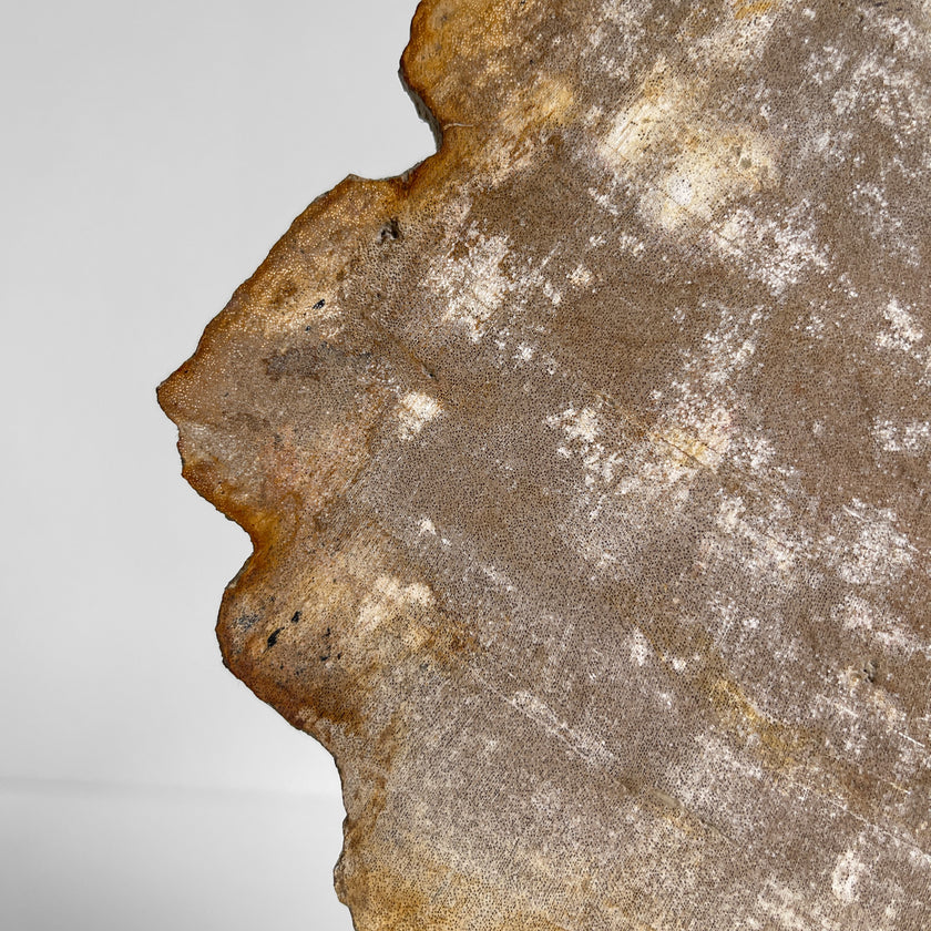 Beautiful Slice of Petrified Wood on stand - PW/269