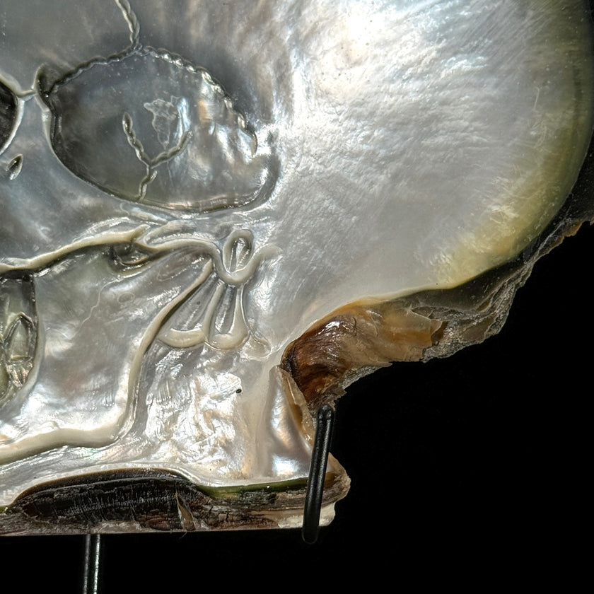 MoP Human Skull Human Skull - ToS,A/002