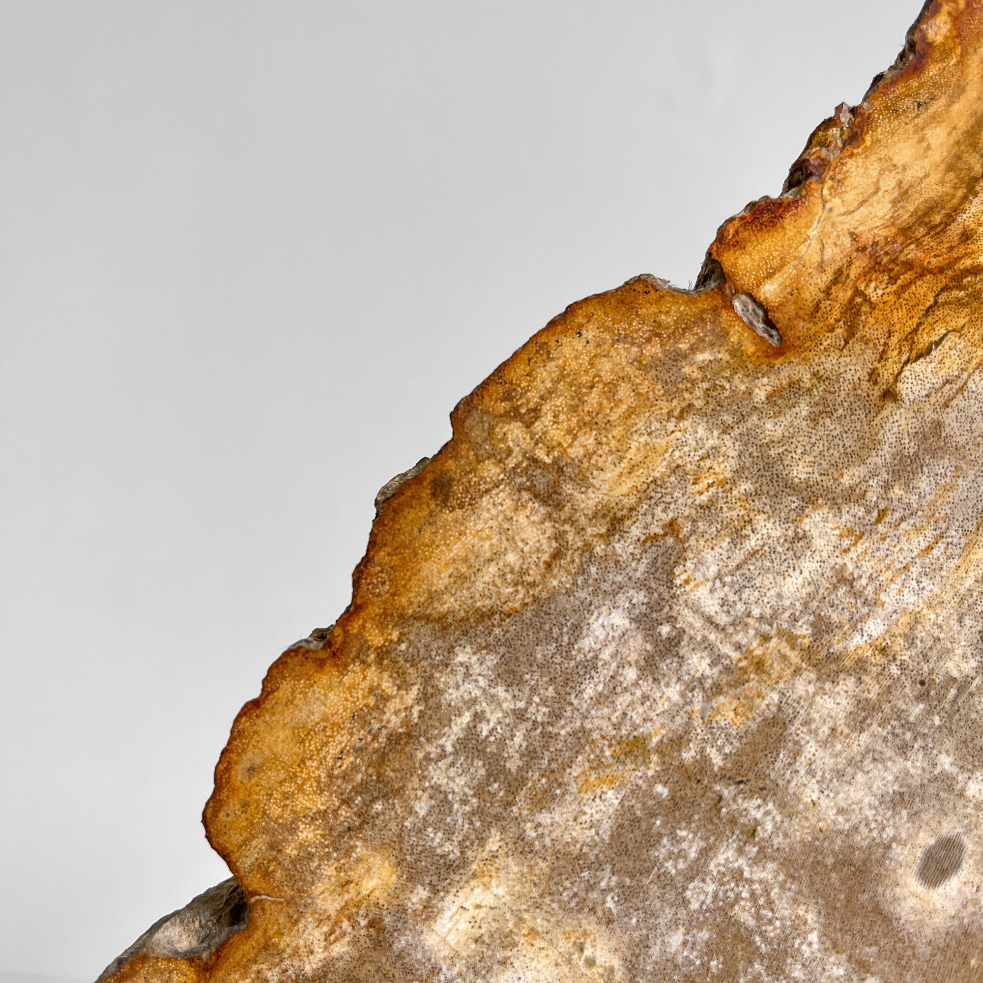Beautiful Slice of Petrified Wood on stand - PW/269