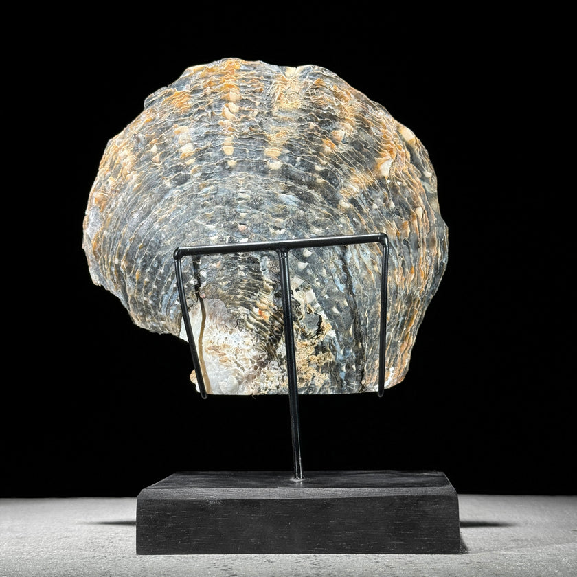 MoP Human Skull Human Skull - ToS,A/002