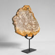Beautiful Slice of Petrified Wood on stand - PW/269
