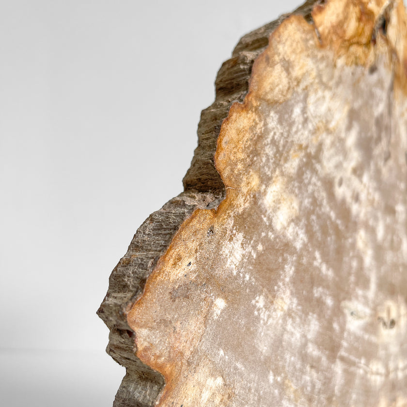 Beautiful Slice of Petrified Wood on stand - PW/269