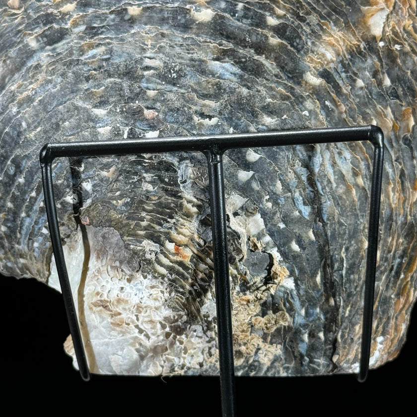 MoP Human Skull Human Skull - ToS,A/002