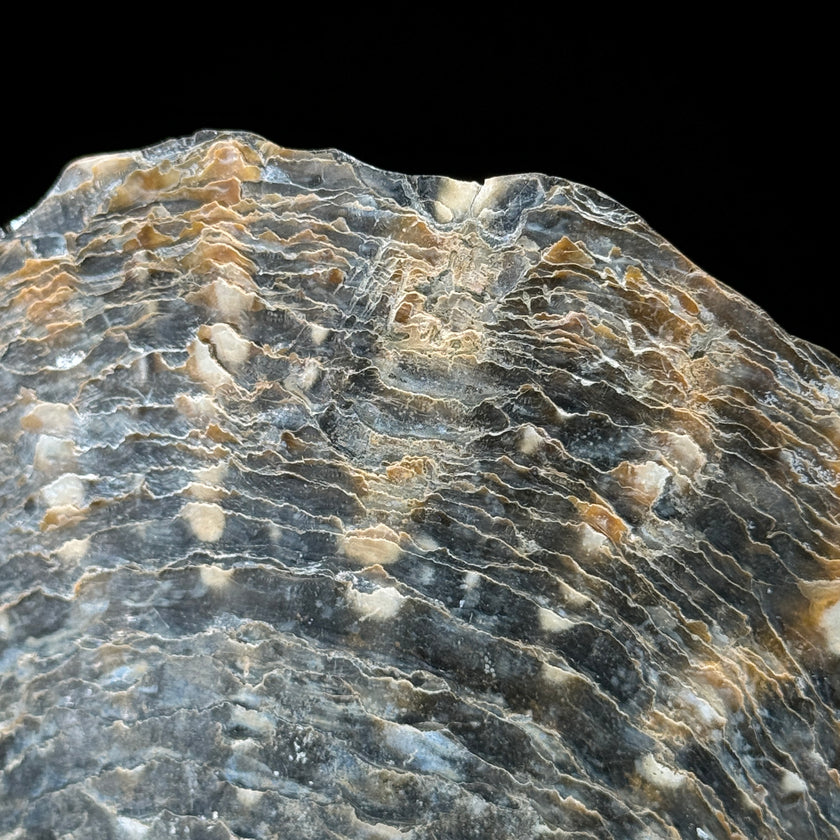 MoP Human Skull Human Skull - ToS,A/002