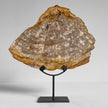 Beautiful Slice of Petrified Wood on stand - PW/269