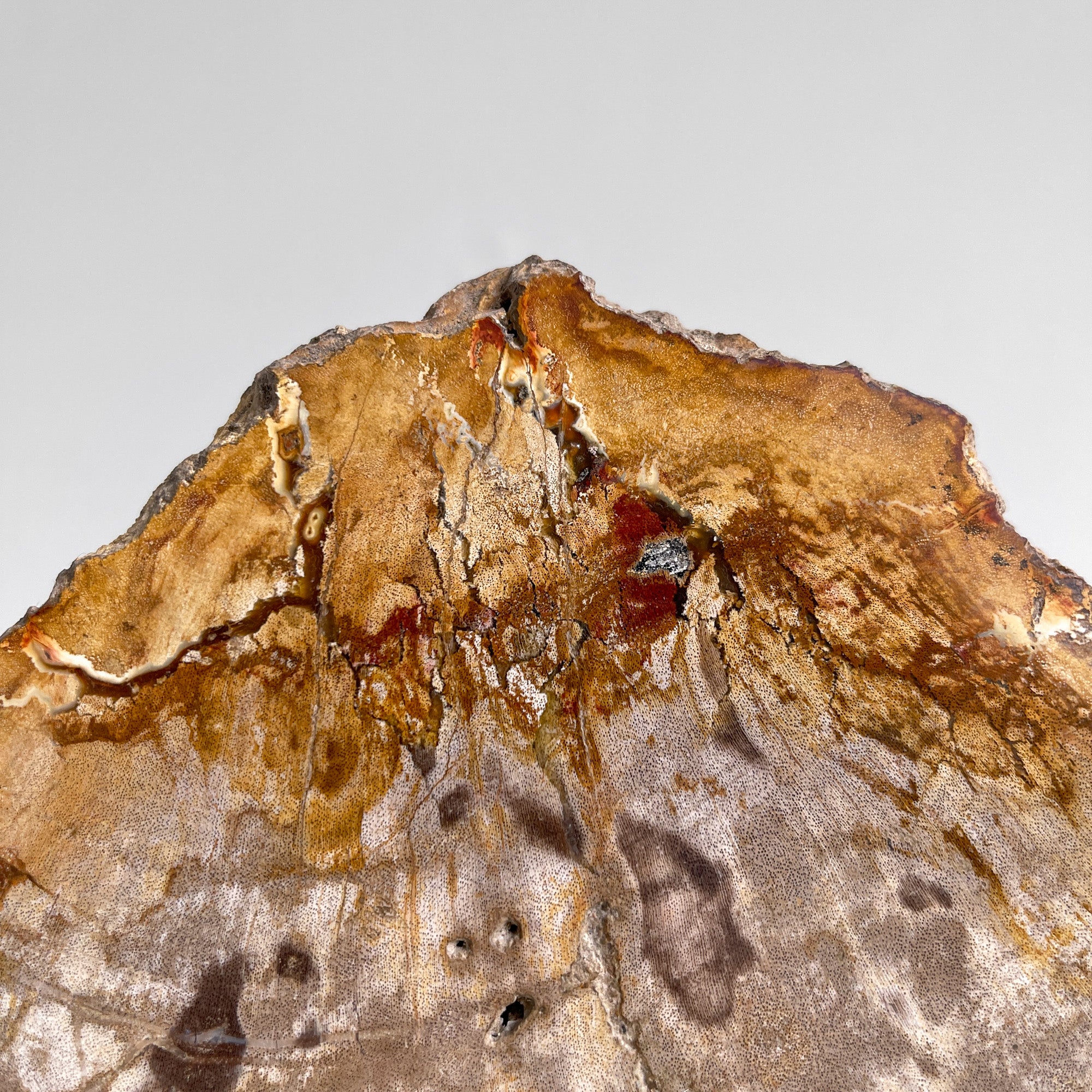 Beautiful Slice of Petrified Wood on stand - PW/269