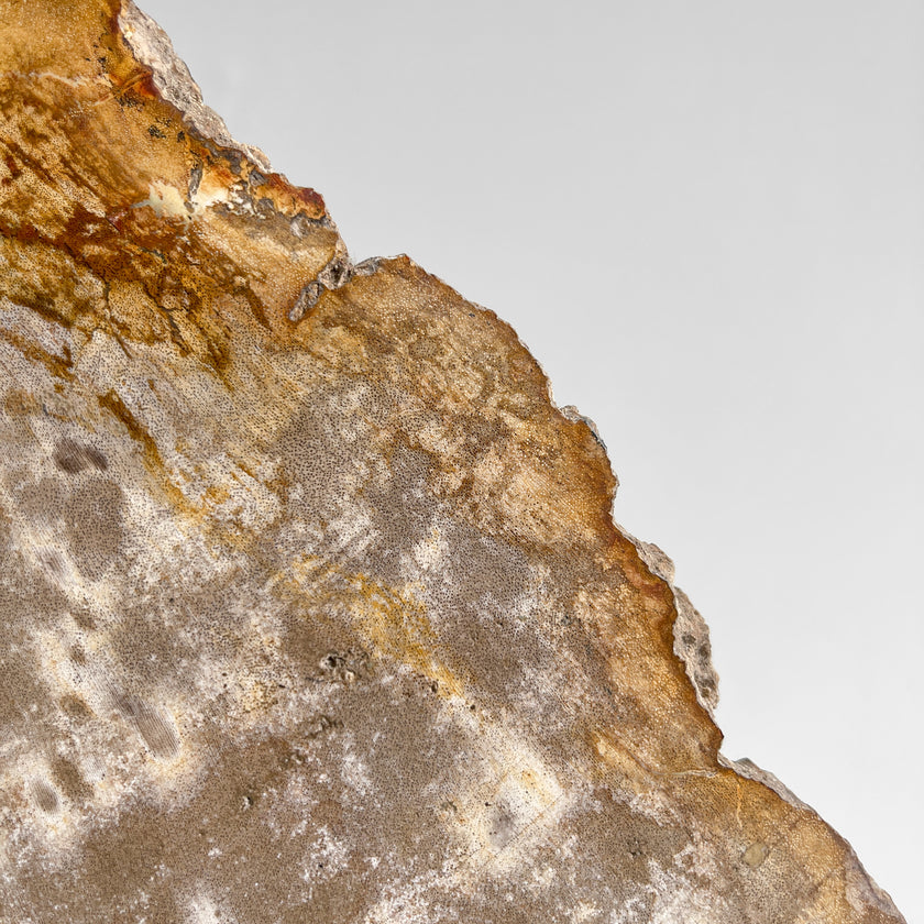 Beautiful Slice of Petrified Wood on stand - PW/269