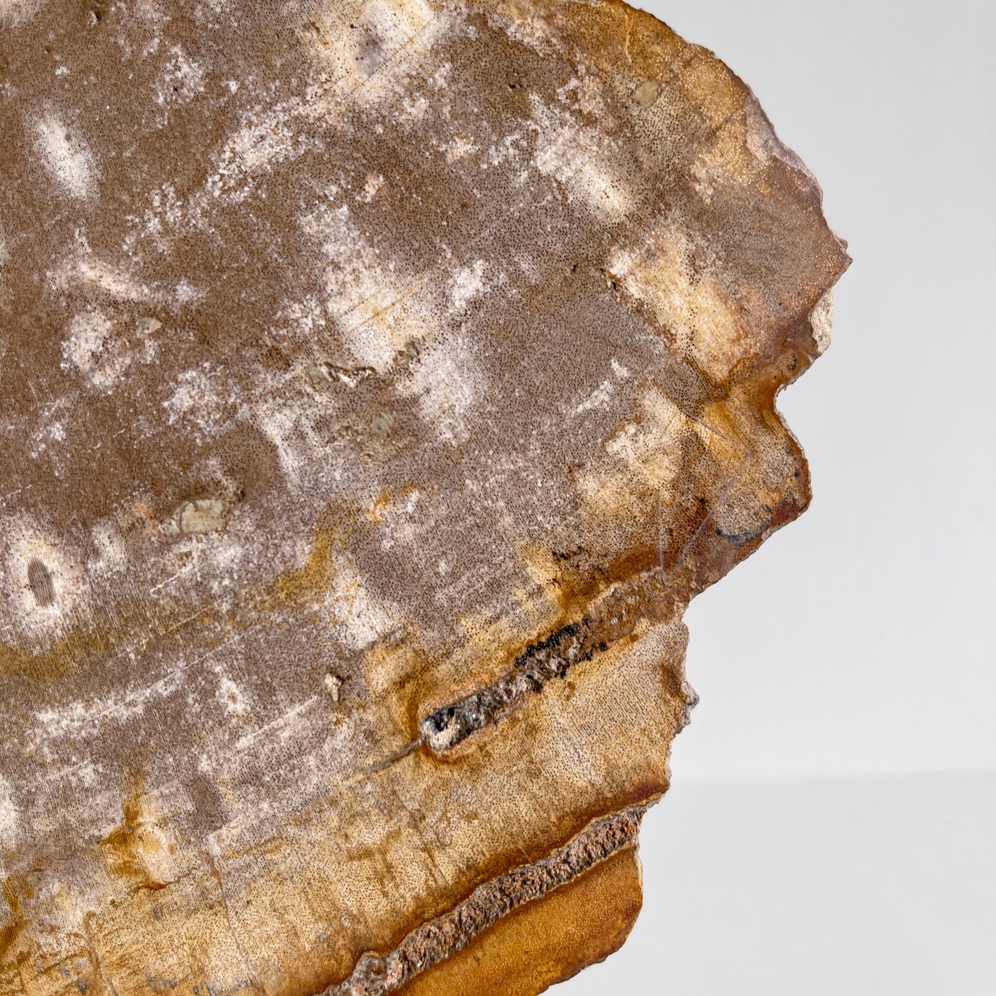 Beautiful Slice of Petrified Wood on stand - PW/269