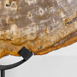 Beautiful Slice of Petrified Wood on stand - PW/269