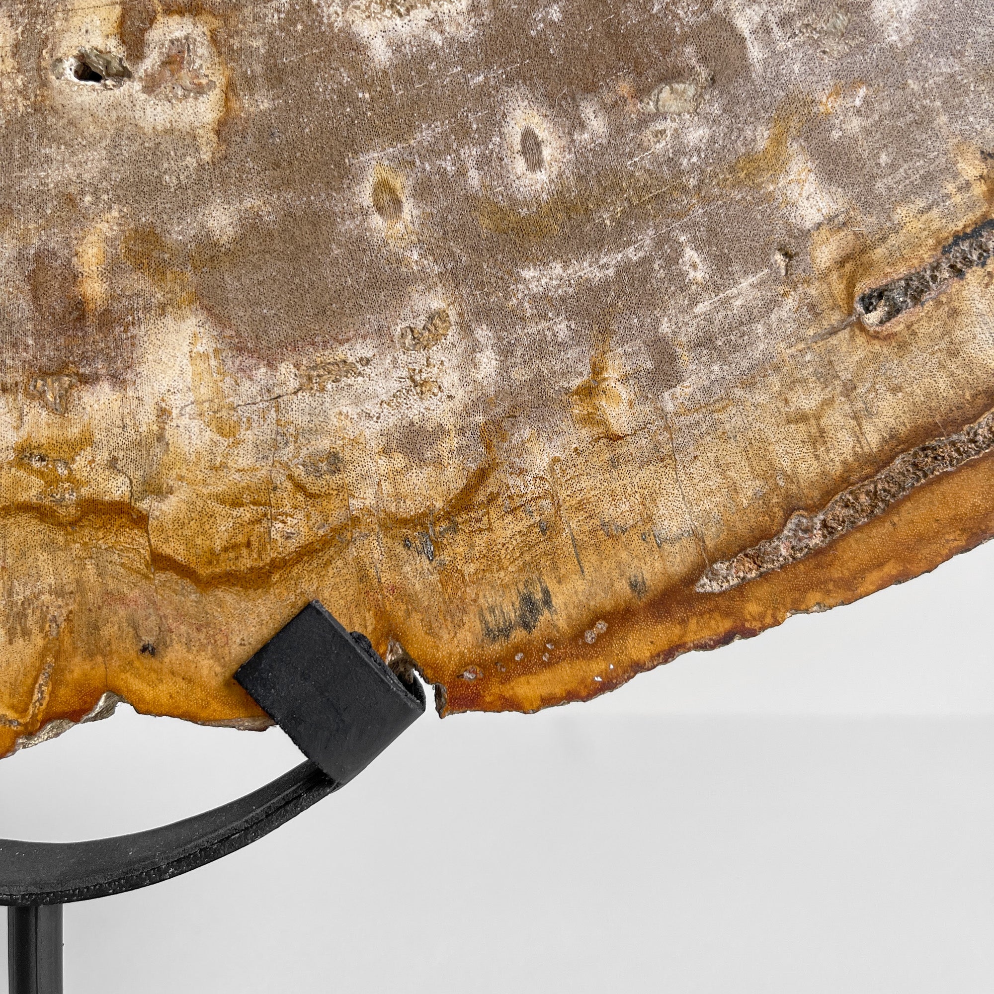 Beautiful Slice of Petrified Wood on stand - PW/269