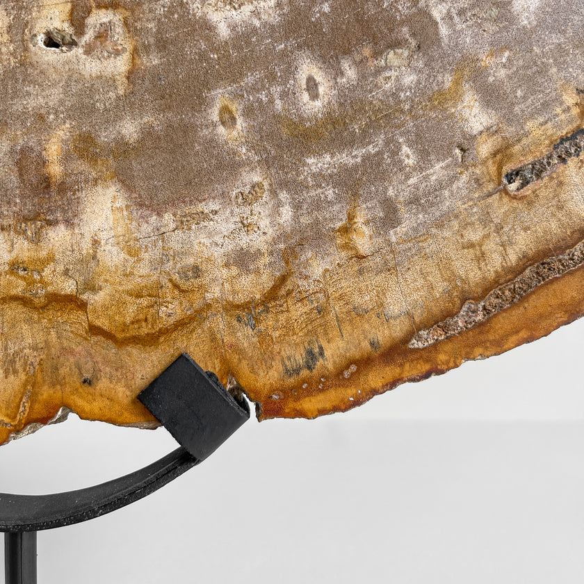 Beautiful Slice of Petrified Wood on stand - PW/269