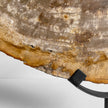 Beautiful Slice of Petrified Wood on stand - PW/269