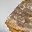 Beautiful Slice of Petrified Wood on stand - PW/269