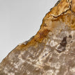 Beautiful Slice of Petrified Wood on stand - PW/269