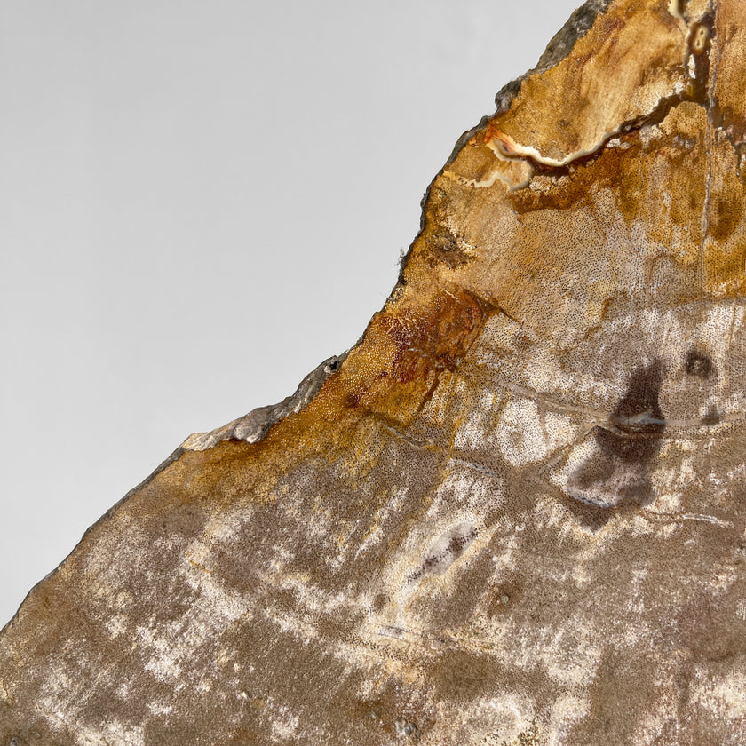 Beautiful Slice of Petrified Wood on stand - PW/269