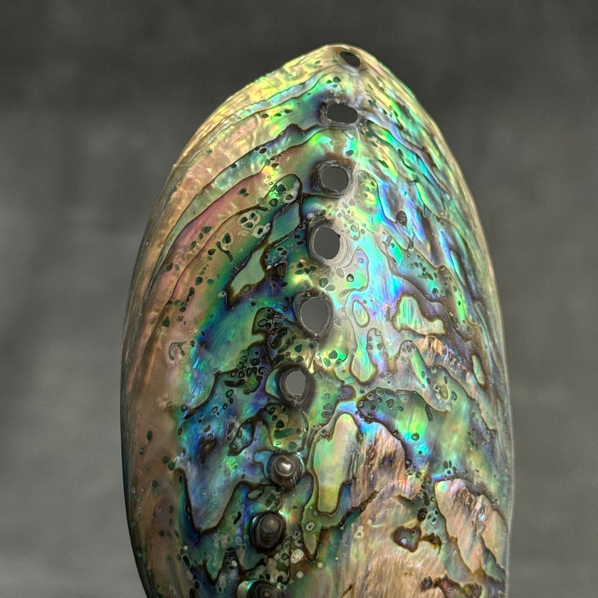 Shell on stand  - ToS,A/014