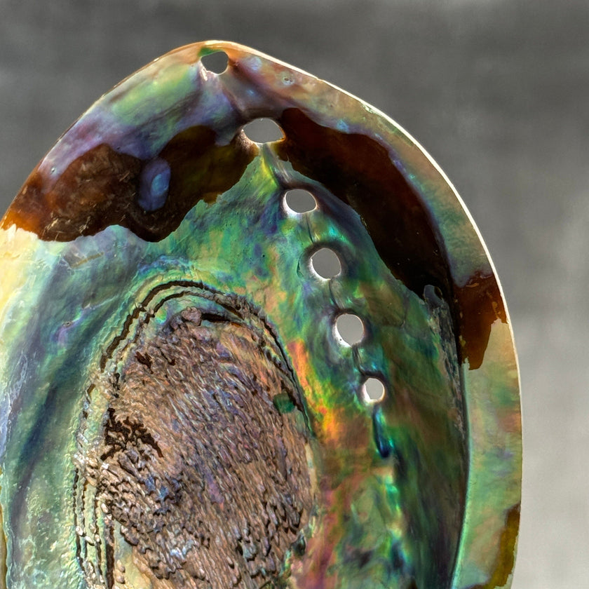 Shell on stand  - ToS,A/014