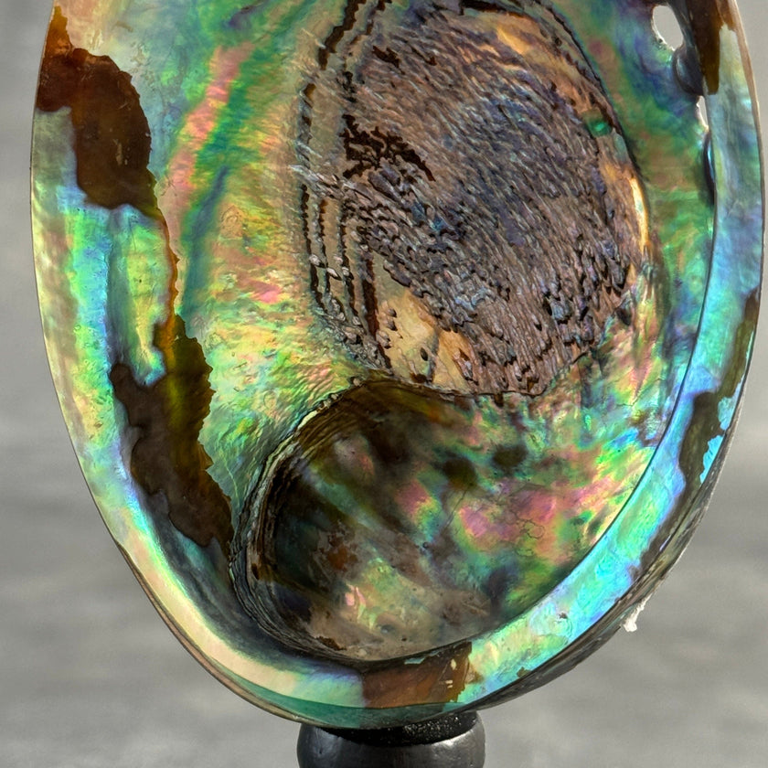 Shell on stand  - ToS,A/014