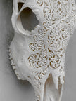 Bull Skull Carved Fern - Skull,A/151