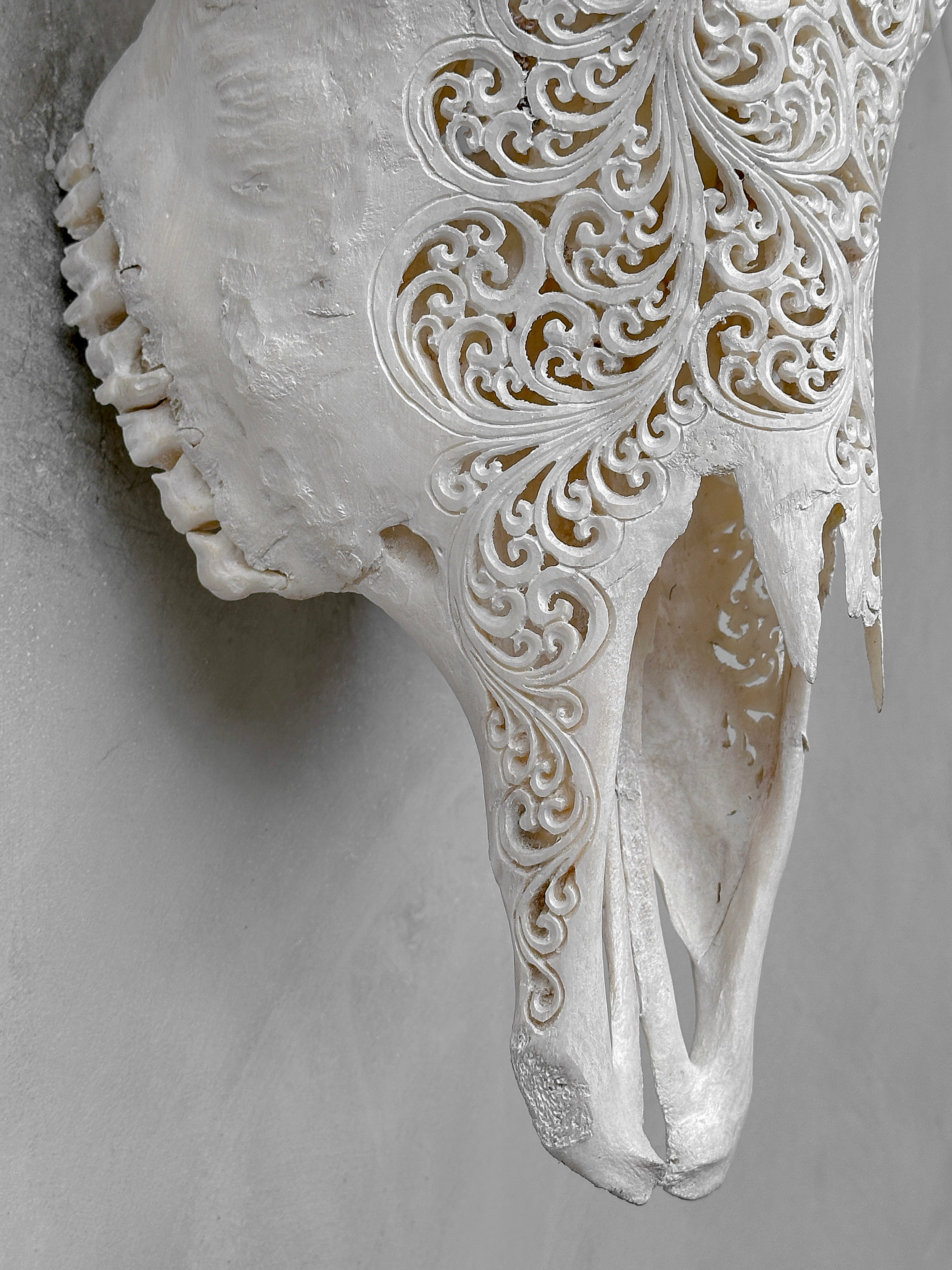 Bull Skull Carved Fern - Skull,A/151