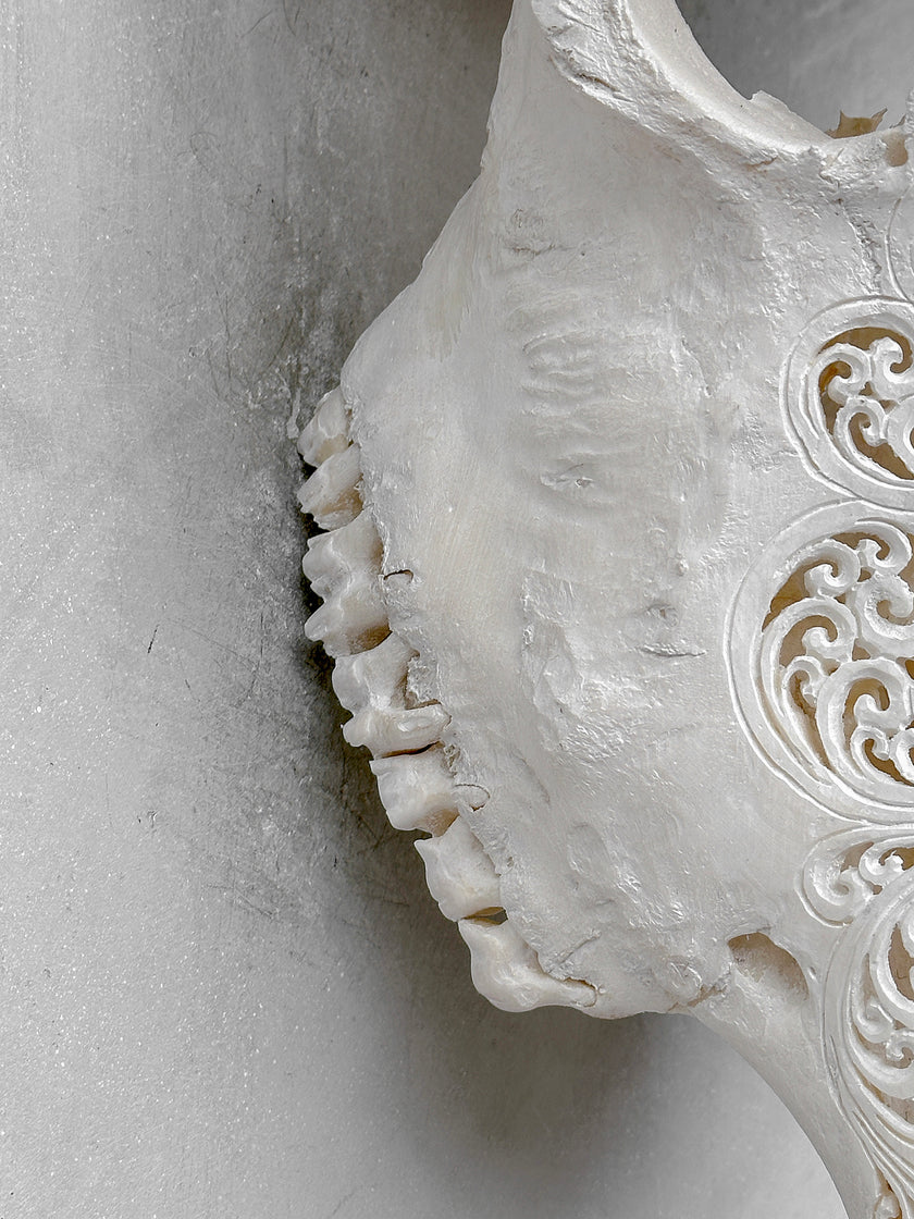 Bull Skull Carved Fern - Skull,A/151