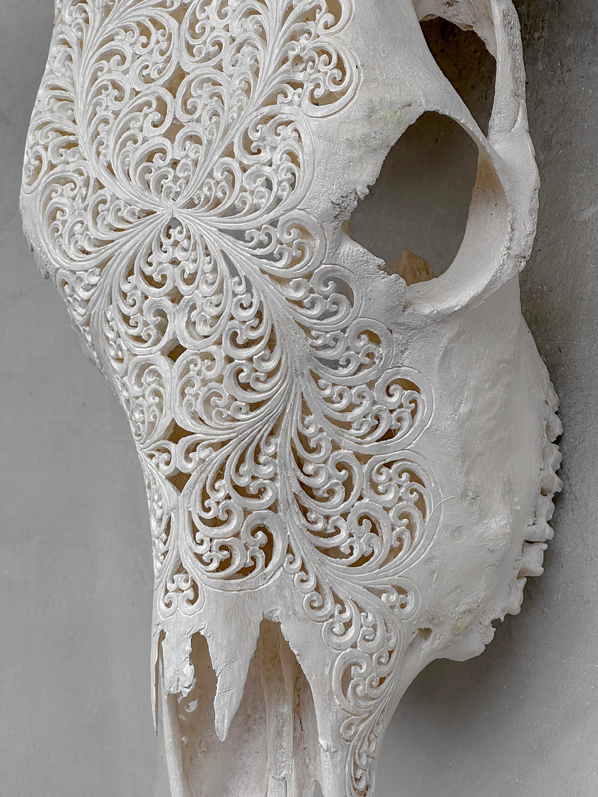 Bull Skull Carved Fern - Skull,A/151